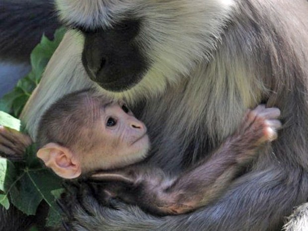 Macaco-prego albino é entregue ao Ibama no Pará - Jornal O Globo