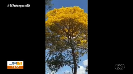 Telespectadora se encata com beleza de ipê-amarelo