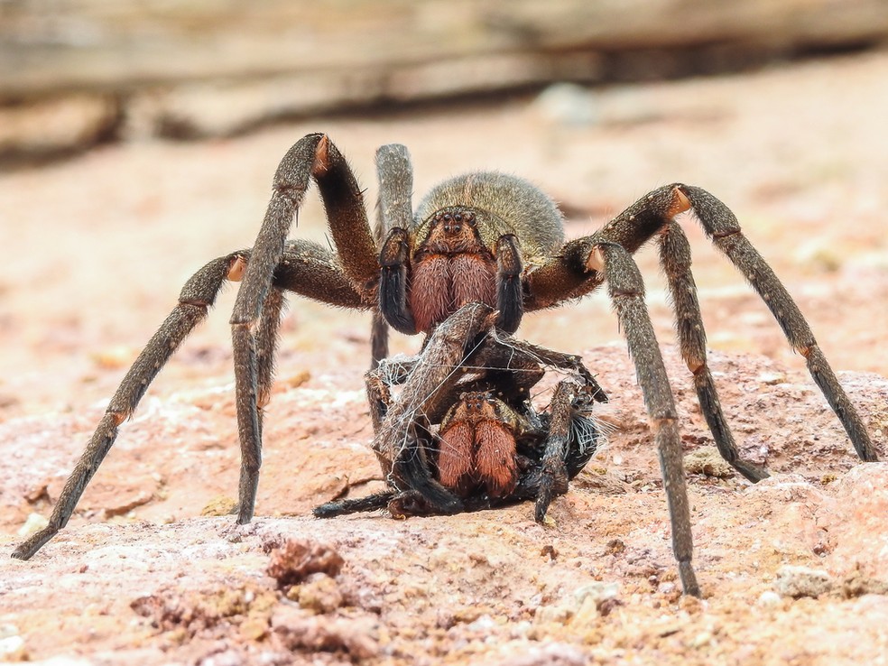 Aranha-armadeira fêmea após matar outra da mesma espécie — Foto: Luciano Lima/TG