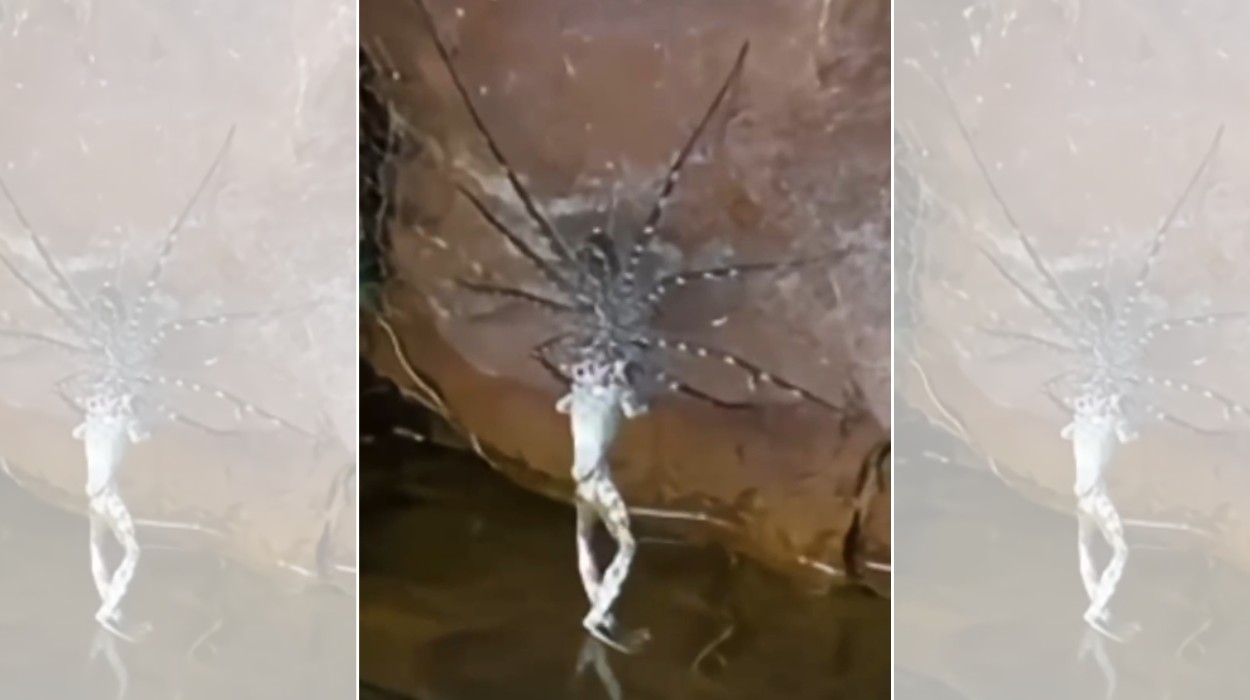 Aranha é flagrada devorando perereca em cachoeira da Chapada dos Veadeiros; veja vídeo
