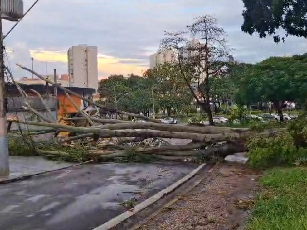 Chuva causa alagamentos e quedas de árvores em Campinas