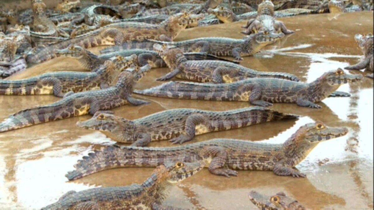 Como é produzida a carne de jacaré em Mato Grosso do Sul