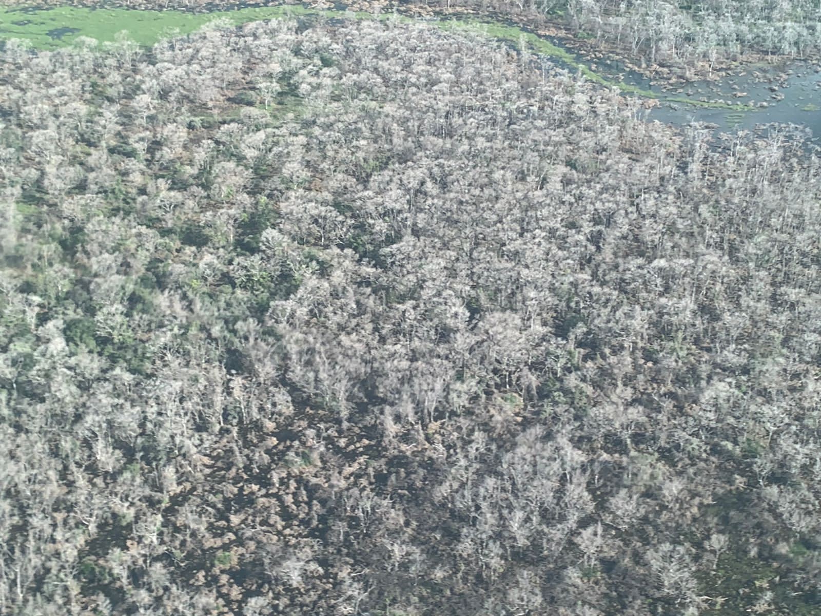 Desmate químico destruiu 81 mil hectares do Pantanal Mato-grossense
