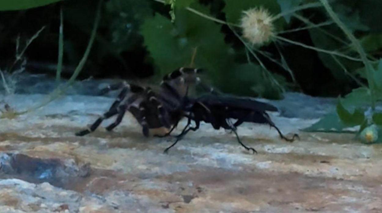 Biólogo filma vespa 'cavalo-do-cão' predando aranha-caranguejeira