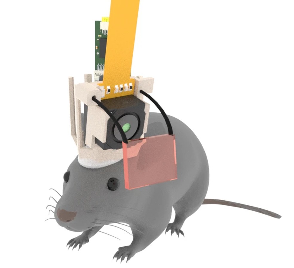Os camundongos do experimento usam um capacete para que sua pupila possa ser monitorada por uma câmera por meio de um espelho, e os eletrodos possam alcançar o cérebro. — Foto: Universidade Cornell via BBC