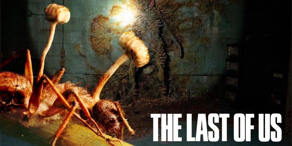 The Last of Us': fungo zumbi de série existe e é encontrado no Brasil, Terra da Gente