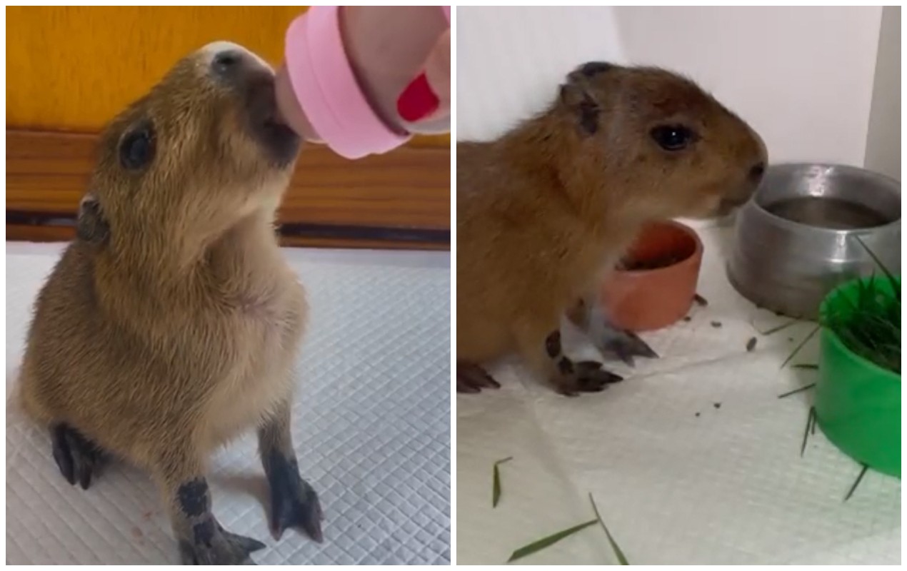 VÍDEO: filhote de capivara que nasceu prematuro é resgatado e internado em clínica no interior de SP