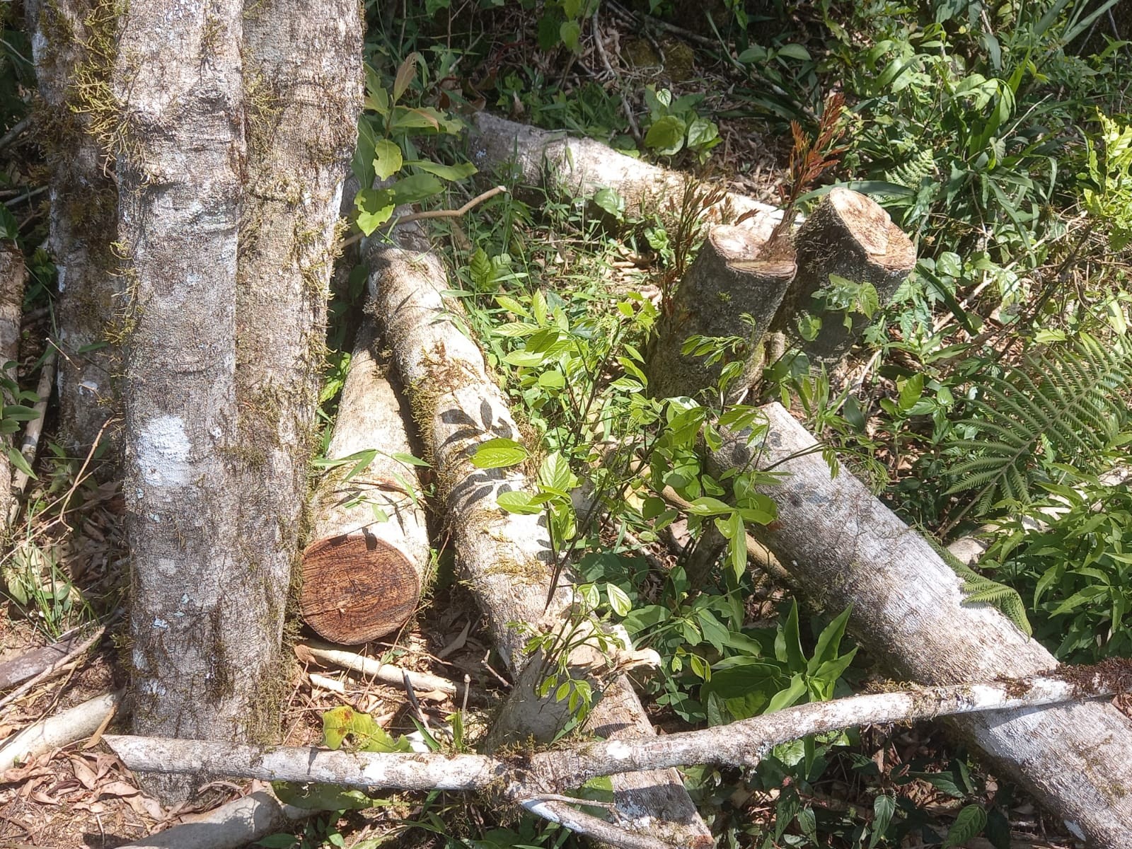 Fazendeiro é multado em R$ 112 mil por destruir florestas nativas para abrir espaço para plantações em Área de Proteção Ambiental, no Paraná