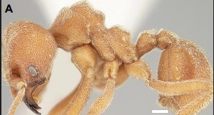 Formiga transforma CO₂ em armadura de pedra no próprio corpo 