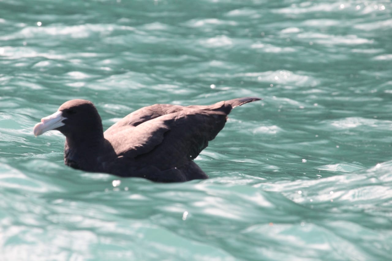 Raro visitante do Sul: petrel-grande é registrado em Ilhabela, SP