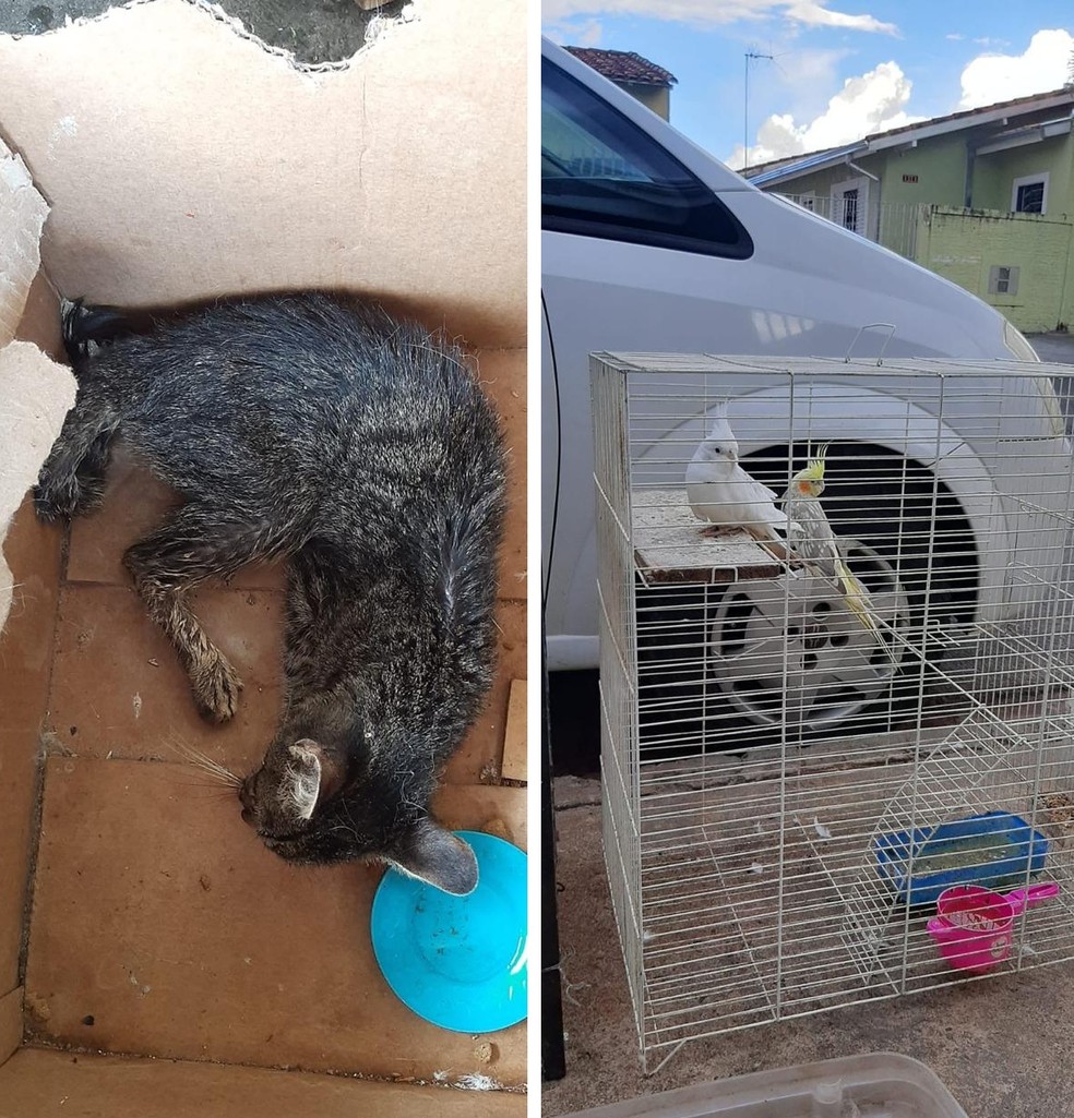 Um dos gatos estava gravemente ferido, enquanto os outros eram mantidos em um ambiente insalubre — Foto: Imagens cedidas/Polícia Civil