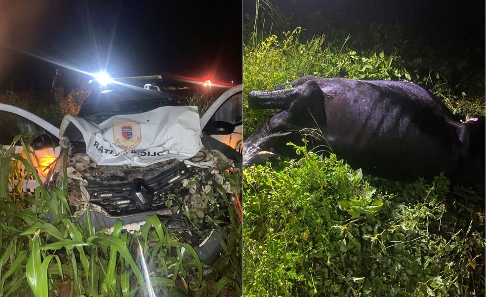 Viatura policial atingiu vaca que estava com outros animais na BR-405 no RN — Foto: Reprodução