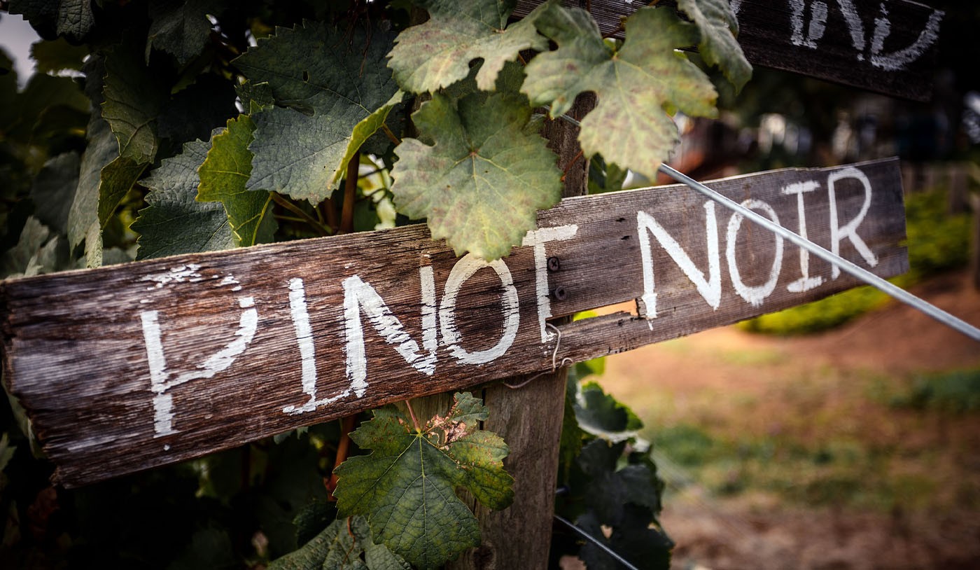 Melhores vinhos de Pinot Noir: como escolher?