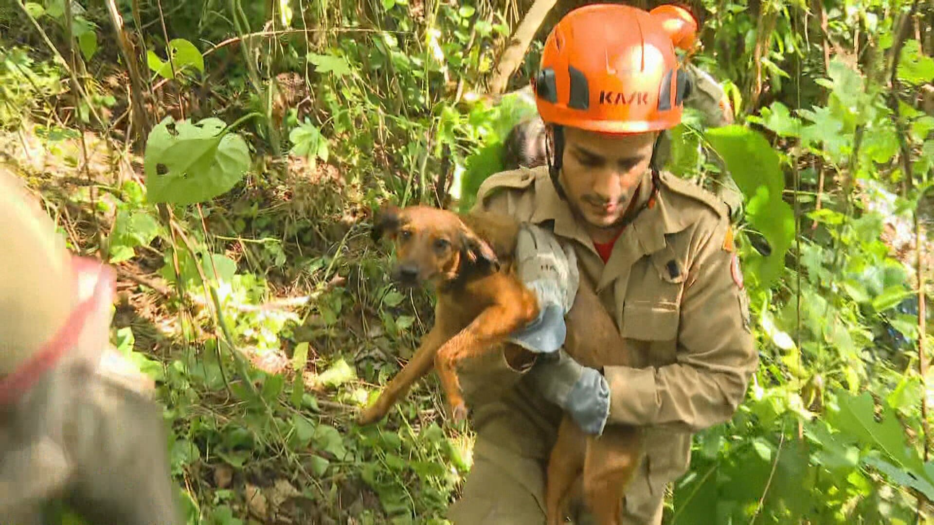 Cachorra que desapareceu em Santa Teresa é achada em mata; mãe de tutora mentiu sobre roubo