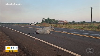 Acidentes com animais em rodovias crescem na região norte do estado