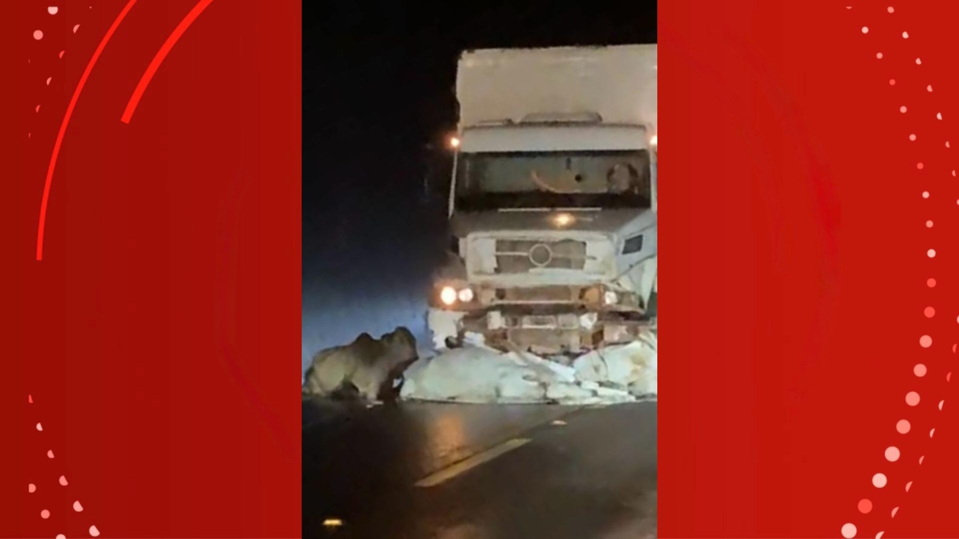 Caminhão colide com bois soltos na BR-156 durante a madrugada no Amapá