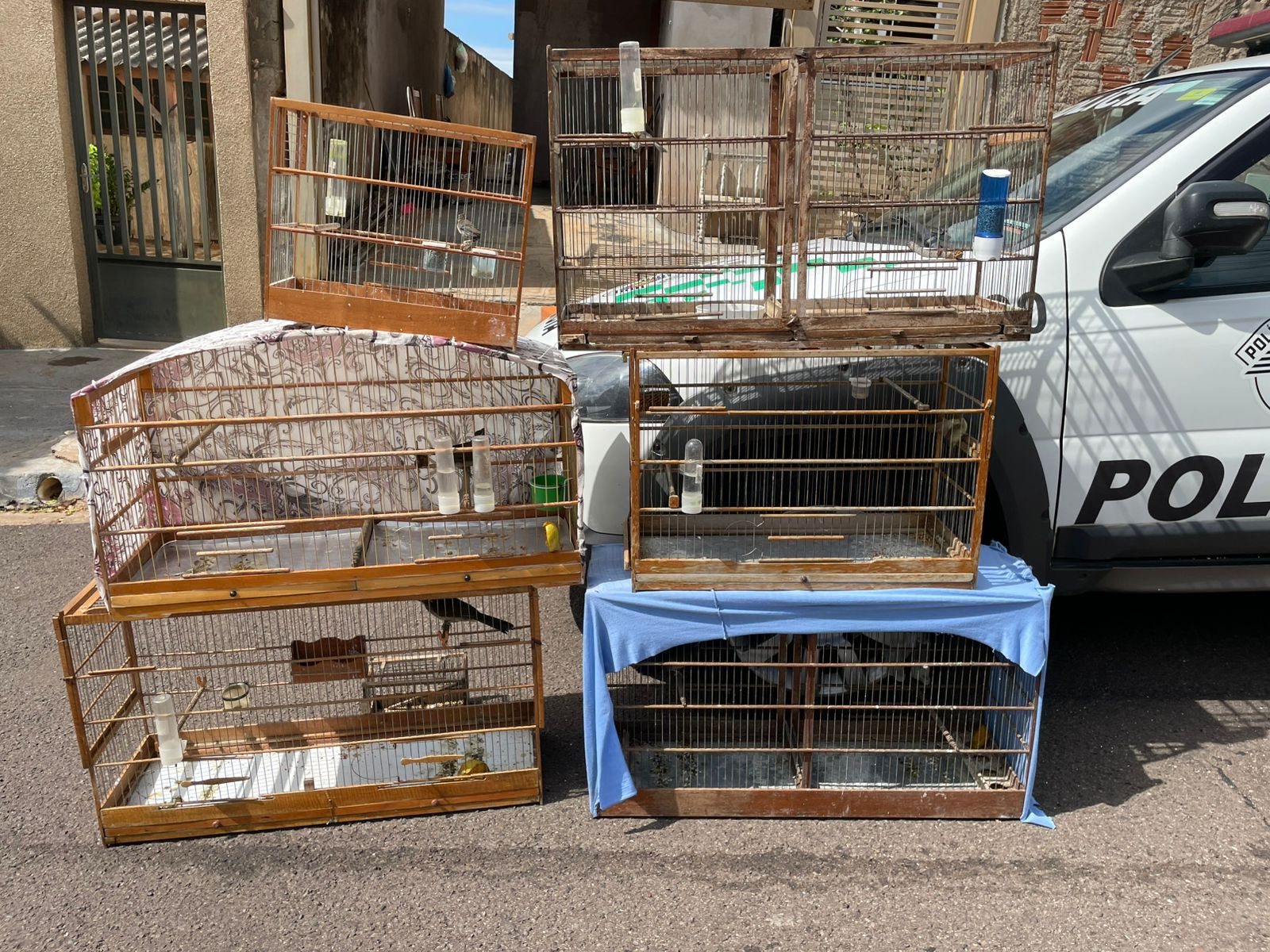 Homem é multado em R$ 8 mil por manter aves silvestres em cativeiro no interior de SP