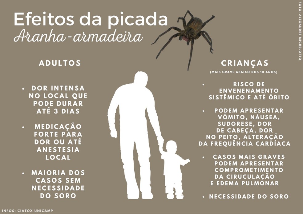 Sintomas De Picadas De Aranha Domestica Aranha Violino é Comum No
