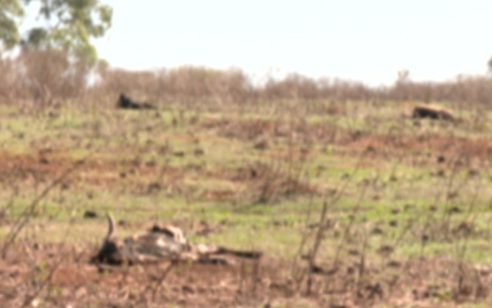 Animais mortos foram deixados no pasto de fazenda em Goiás, segundo delegado — Foto: Reprodução/TV Anhanguera