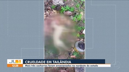 Cachorros são mortos por suspeita de envenenamento em Tailândia