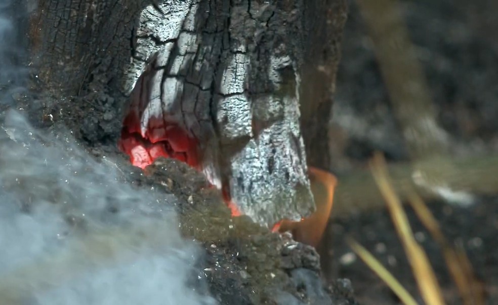 Troco segue em chamas, mesmo com chuva no Pantanal. â Foto: TV Morena/ReproduÃ§Ã£o