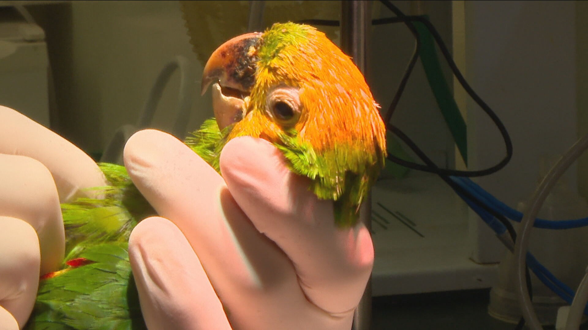 Maritacas são pintadas como papagaios para valer mais no tráfico de animais no RJ
