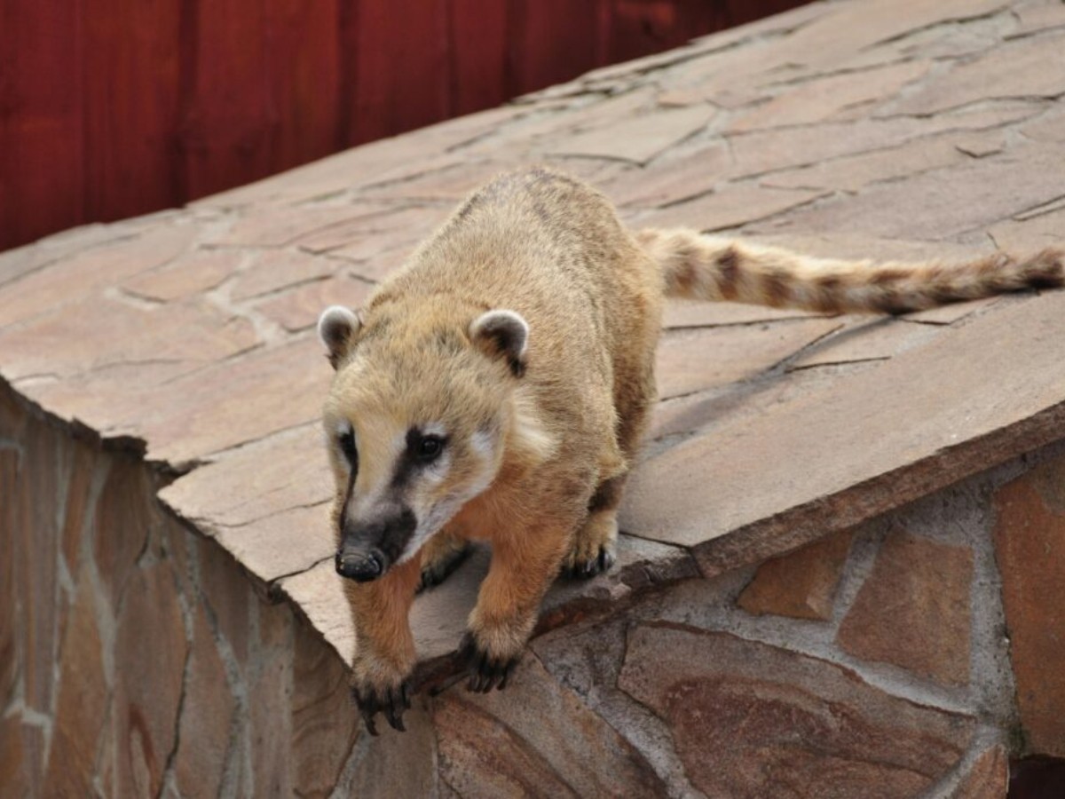Risco de ataques e desequilíbrio ambiental: entenda por que superpopulação de quatis preocupa em Piracicaba