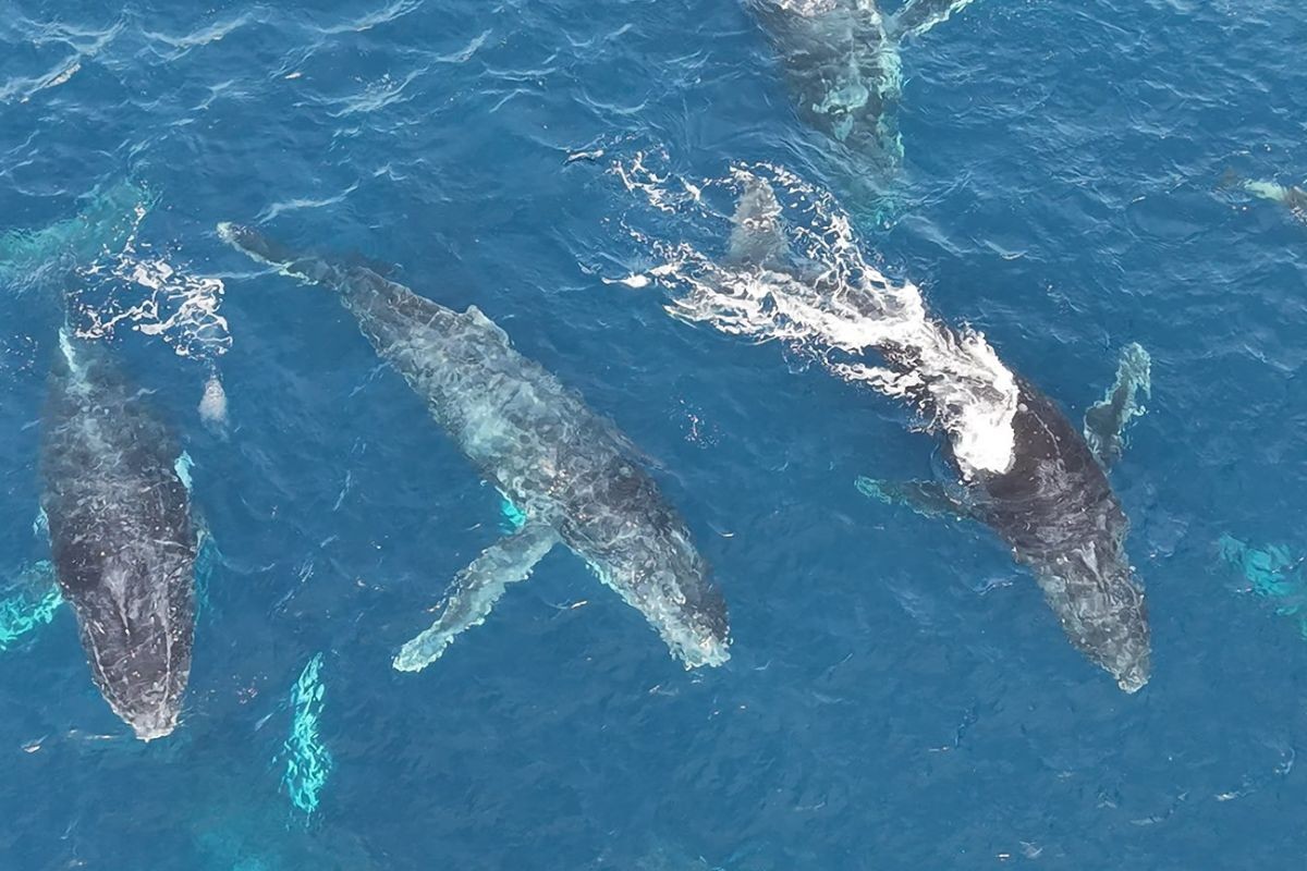 Vídeo registra grupo de baleias-jubarte e golfinhos no mar de Ilhabela: 'São momentos únicos', diz observador