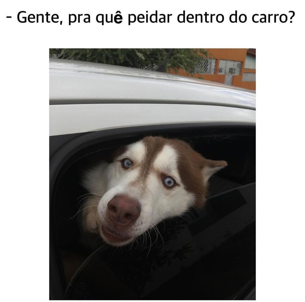 Doginfluencer' de Cuiabá faz sucesso na internet após memes