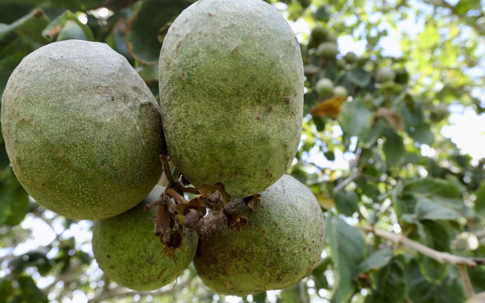 Pequi com casca em pequizeiro, em Goiás — Foto: Diomício Gomes/O Popular