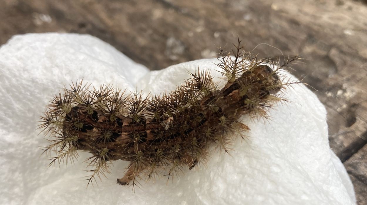 Taturana pica ou queima? Conheça a lagarta que pode causar hemorragia no corpo humano