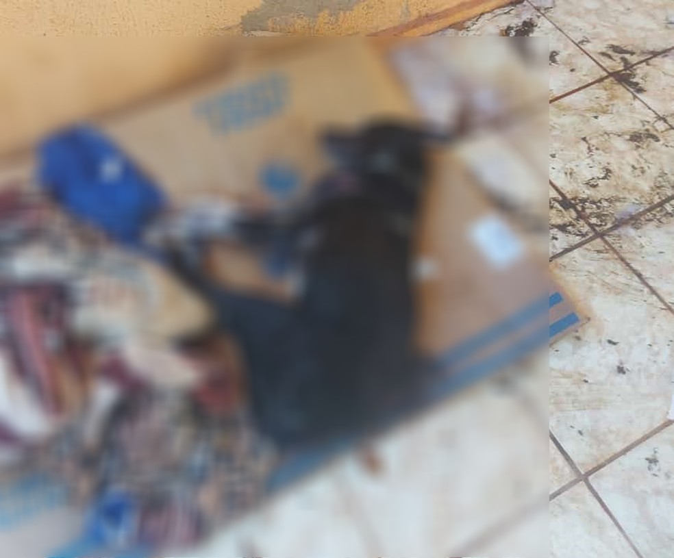 Tutor matou cachorro a pauladas em Regente Feijó (SP) — Foto: Polícia Militar Ambiental