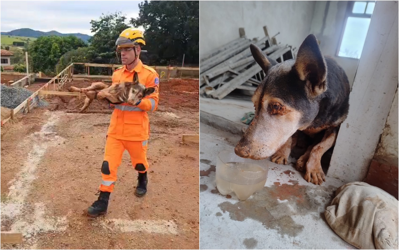 Cachorro é salvo após cair em buraco de 3,5 metros em Guaranésia, MG