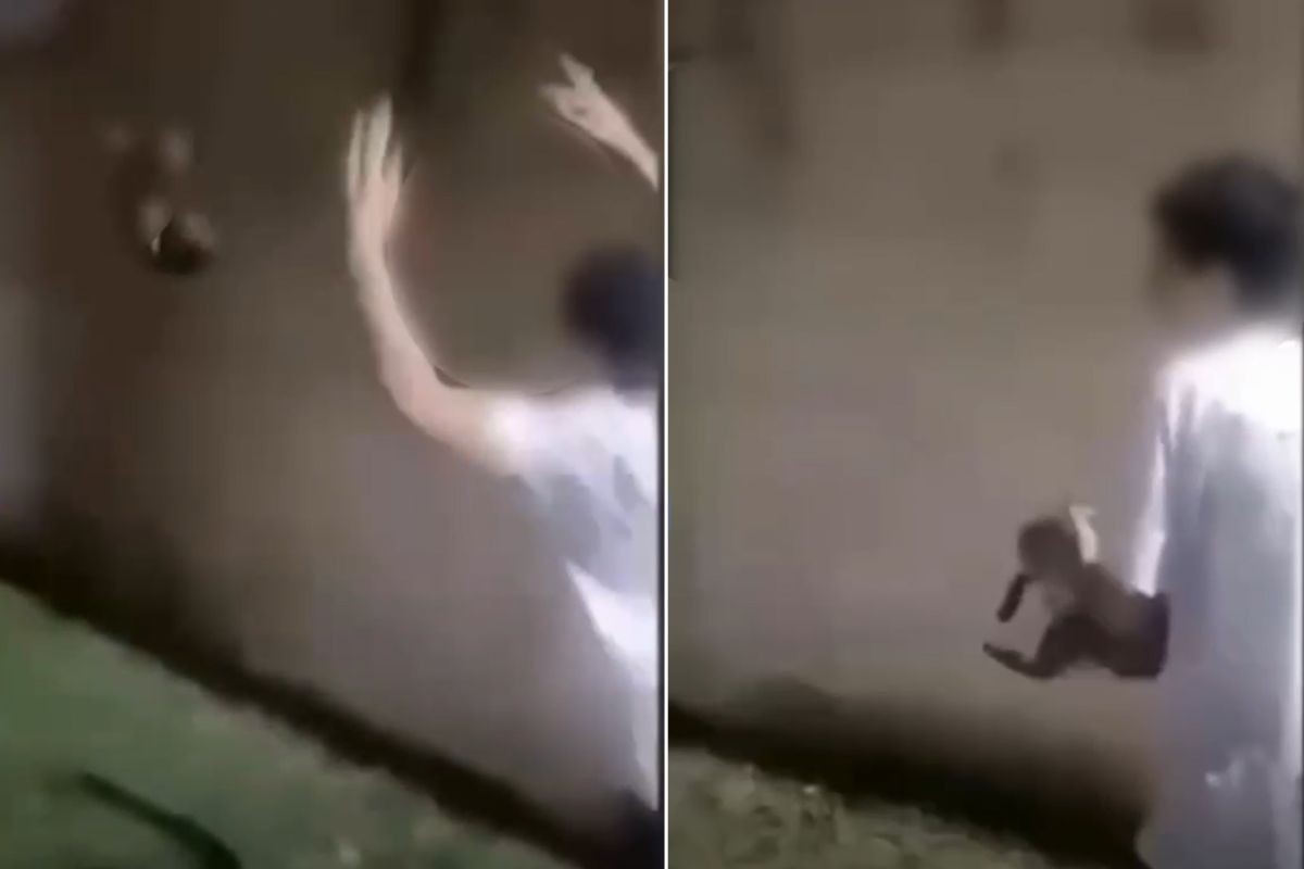Vídeo mostra jovem arremessando gato comunitário em canal no litoral de SP 