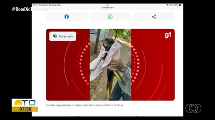 g1 Tocantins: Arara fica presa em fios de poste e é resgata por moradores