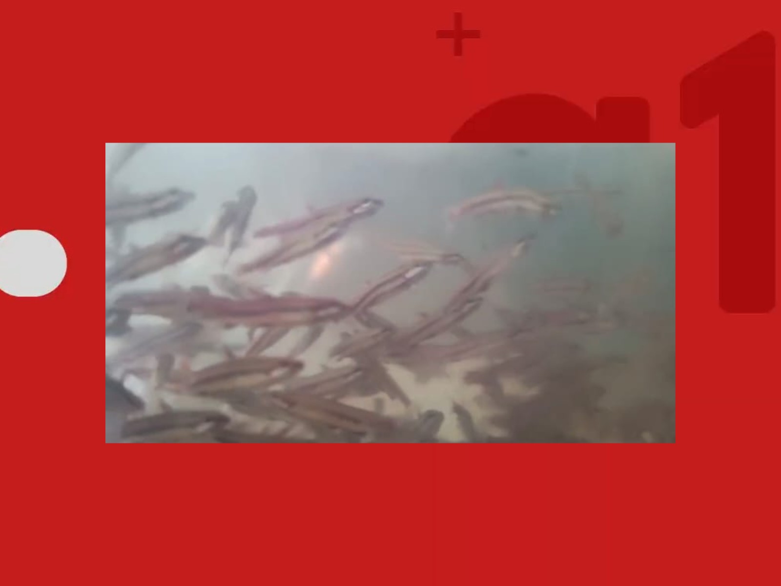 Carga com 4 mil peixes ornamentais é apreendida na fronteira do AC com o Peru
