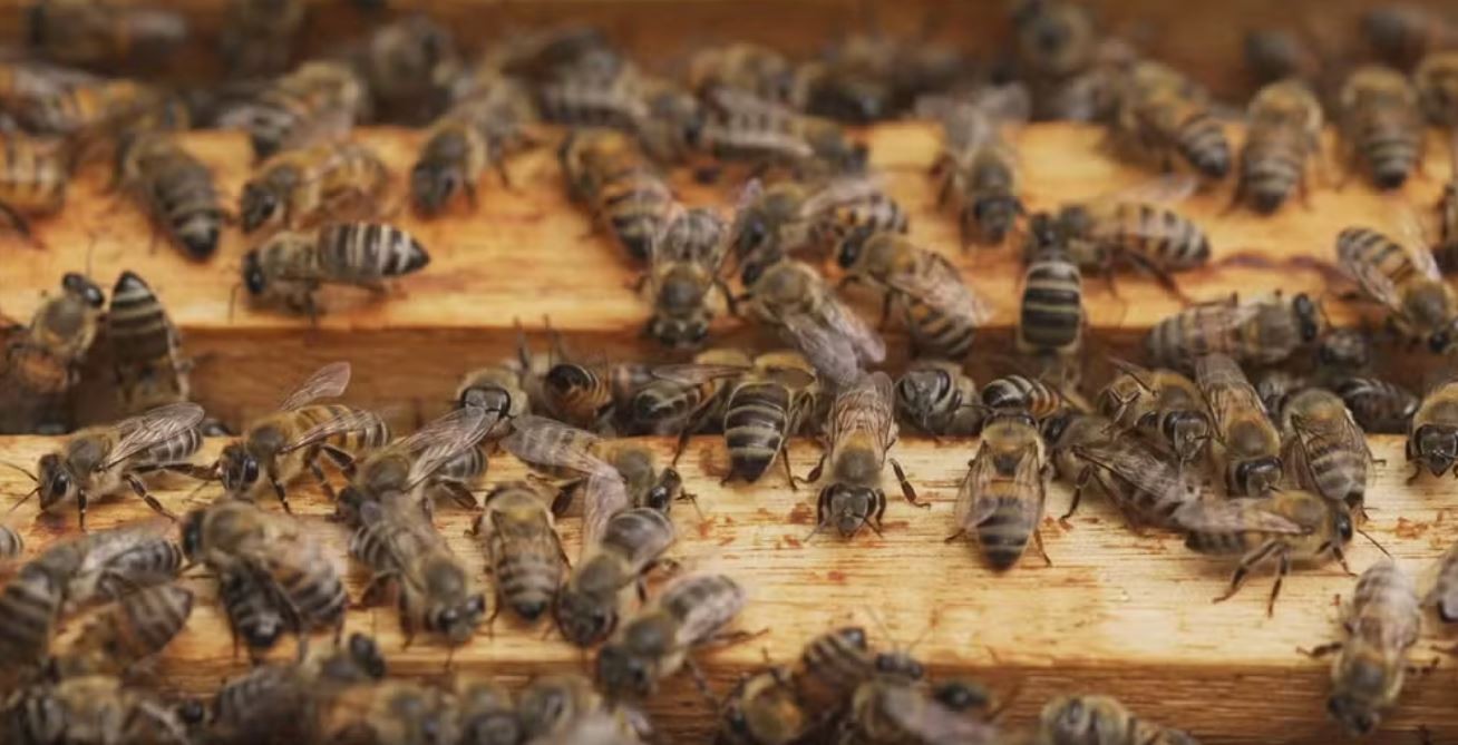 Homem é atacado por enxame de abelhas em Santa Inês e é levado ao hospital em porta-malas de carro