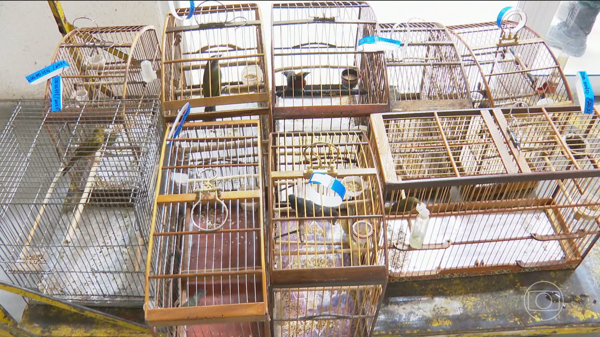 Maior operação contra o tráfico de animais silvestres no Brasil prende 47 pessoas e apreende mais de 700 bichos