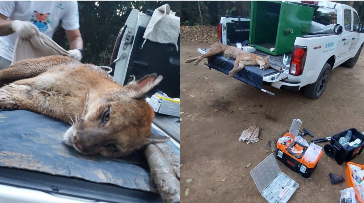 Onça-parda com suspeita de ferimento por tiro é capturada às margens de rio no interior de SP