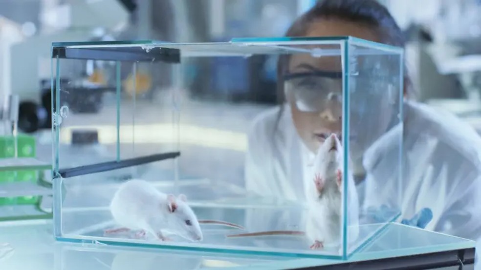Acredita-se que as descobertas do estudo com ratos também sejam relevantes para os seres humanos. — Foto: Getty Images via BBC