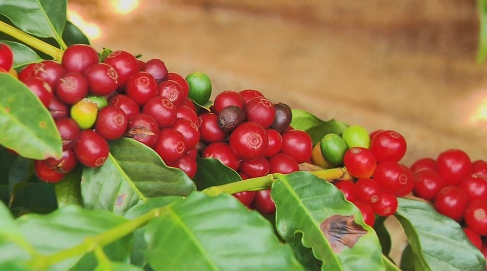 Varginha é líder em exportação de café — Foto: Reprodução/EPTV