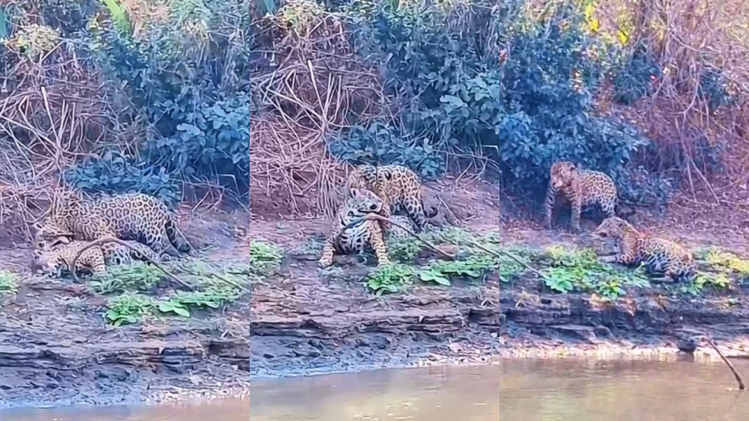 O amor está no ar: casal de onça-pintada é flagrado se acasalando às margens do rio Miranda em MS; veja vídeo