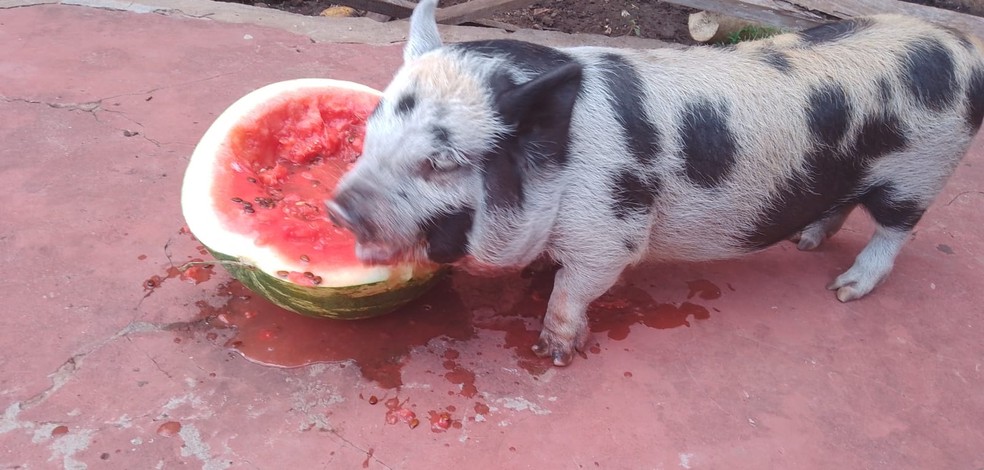 Melzinha se delicia com uma melancia para se refrescar durante o calor — Foto: Hugna Gomes