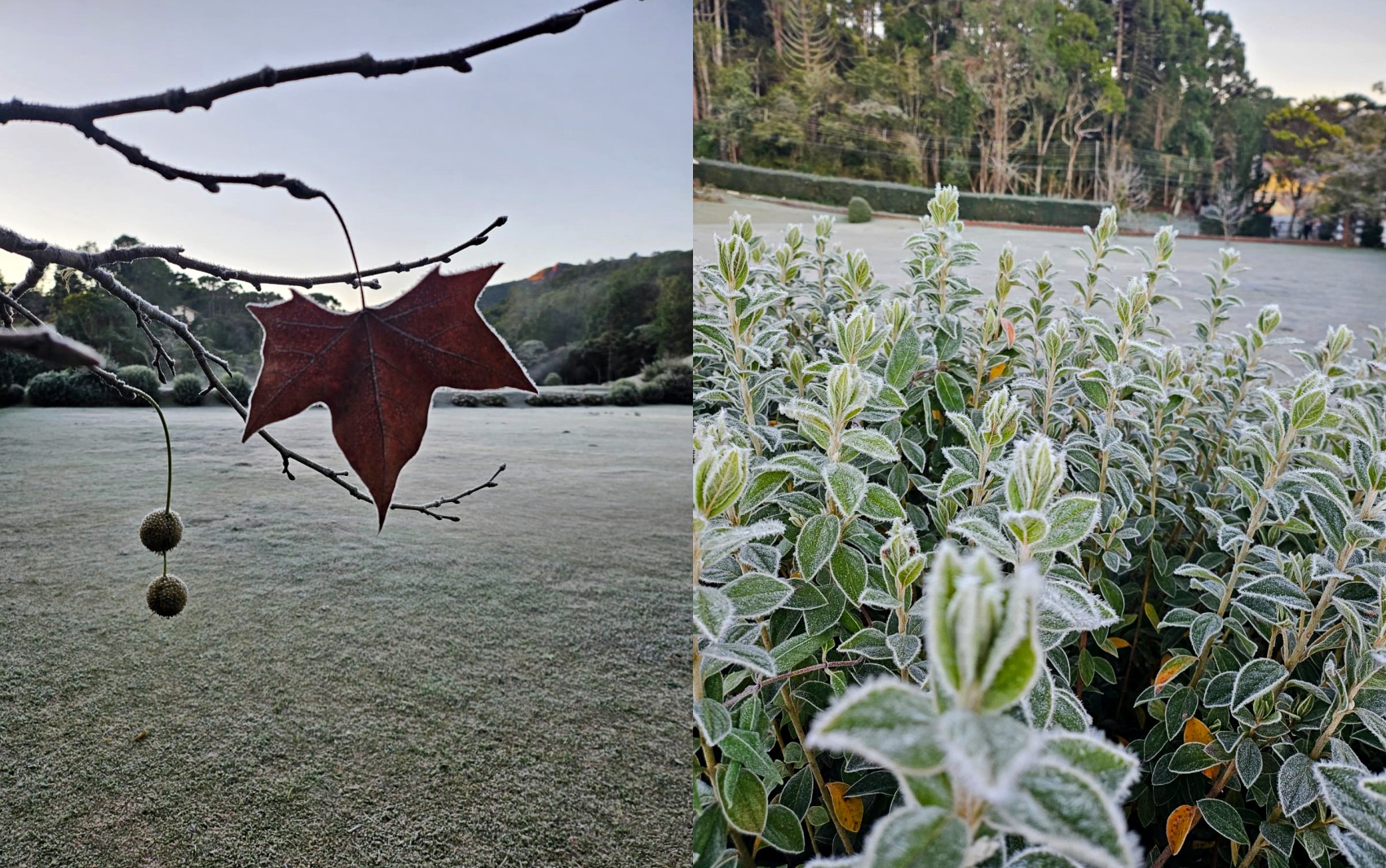 FOTOS: Sul de Minas amanhece coberto de geada após temperaturas despencarem