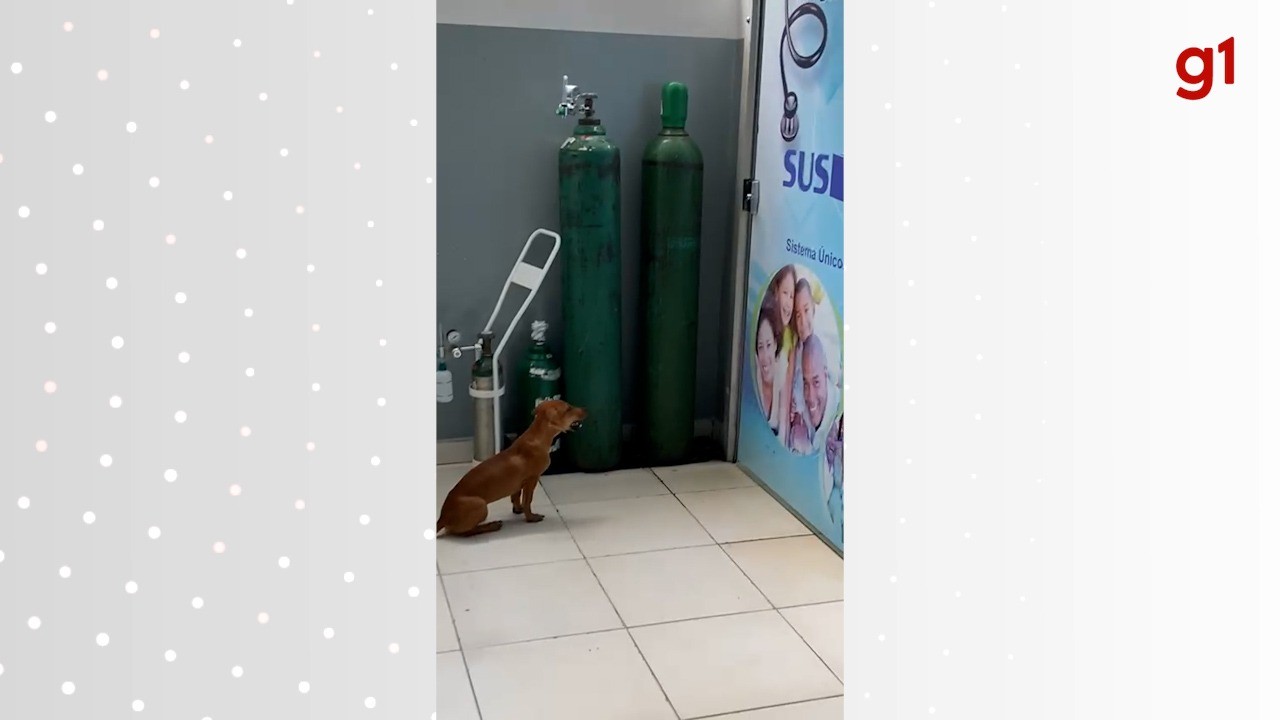 VÍDEO: Cachorro 'chora' na porta de consultório enquanto dono é atendido em unidade de saúde