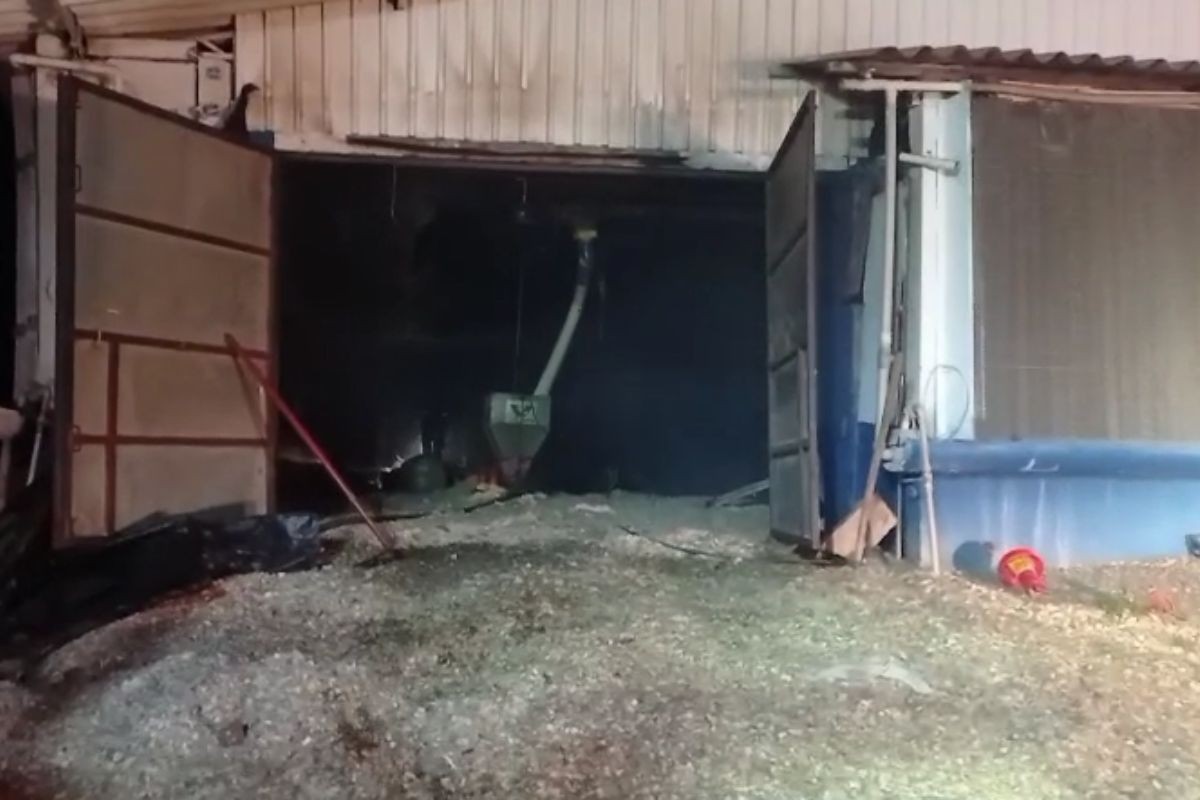 Cerca de 65 mil pintinhos morrem durante incêndio em aviário, no Paraná