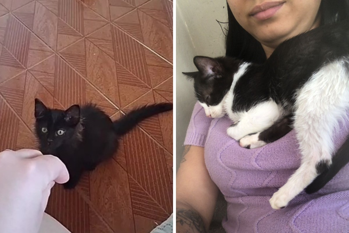 Mogi Guaçu registra oitava morte de gato após castração gratuita