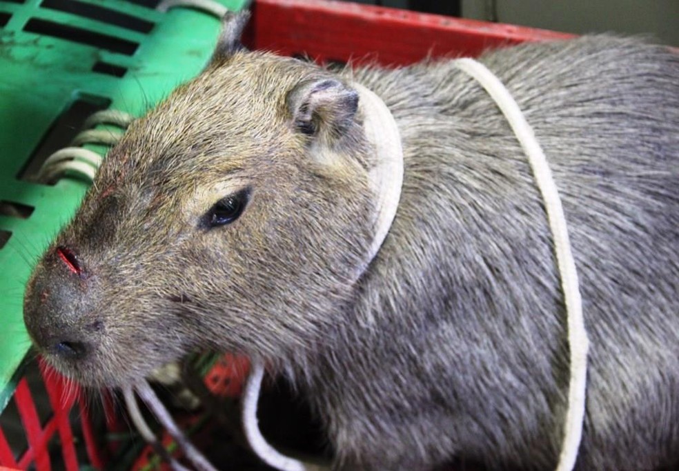 Capivara: entenda mais sobre maior roedor do mundo - eCycle