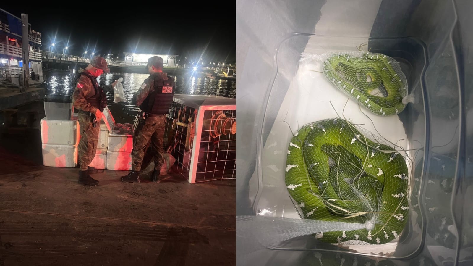 Fiscalização apreende quelônios, cobras e filhotes de jacaré em embarcação no Pará