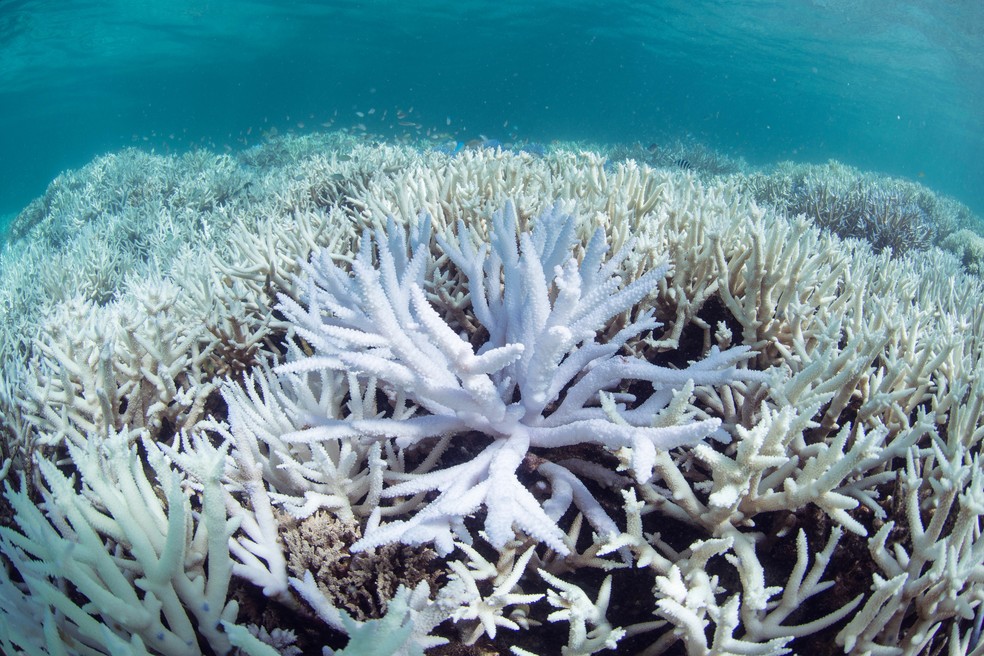 Devido ao aumento da temperatura da água, a Grande Barreira de Coral da Austrália passou pelo mais grave processo de branqueamento já registrado. — Foto: The Ocean Agency/XL Catlin Seaview Survey via AP